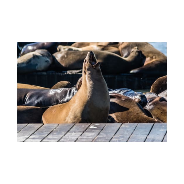 Tan Sea Lion by KensLensDesigns