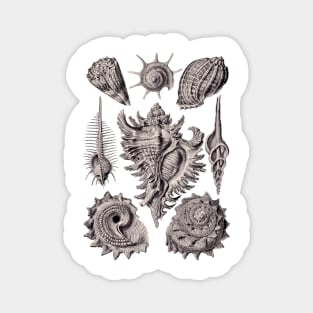 Ernst Haeckel Prosobranchia Sea Shells Aubergine Magnet