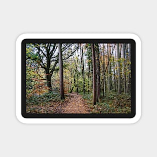 Autumn Woodland Path - Leaves Fallen From Trees Magnet