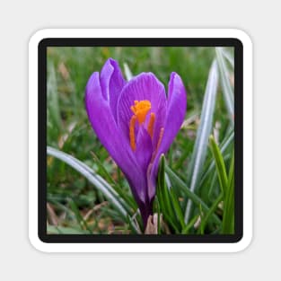 Purple and Orange Flower in Grass Magnet