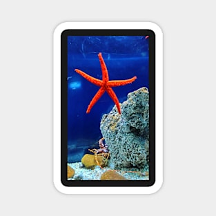 Patrick the starfish in real life! Magnet