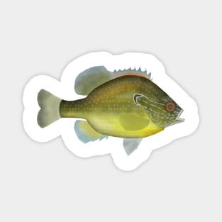 Dollar Sunfish Magnet