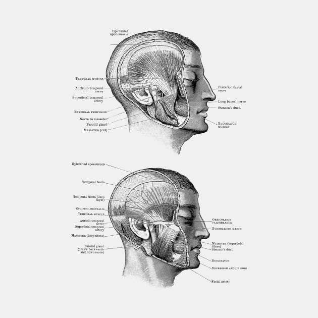 Face Muscular Diagram - Dual Side View by Vintage Anatomy Prints