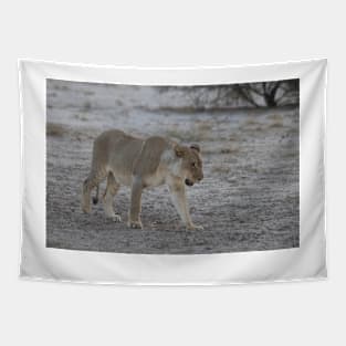 Lioness prowling in Namibia Tapestry