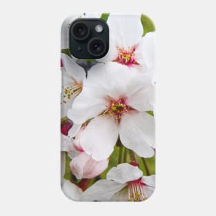 Photography - More cherry blossom Phone Case