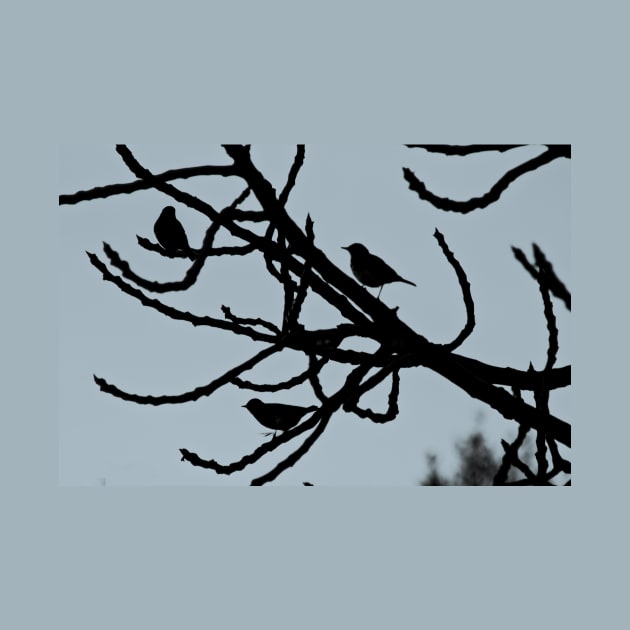 Sparrows Birds Tree Bare Branches Silhouette by oknoki