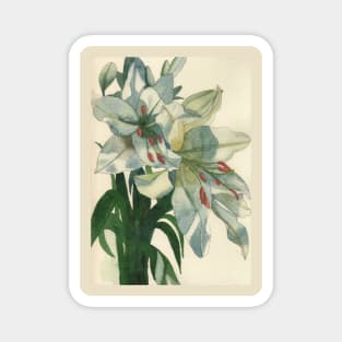 White lilies watercolour painting Magnet