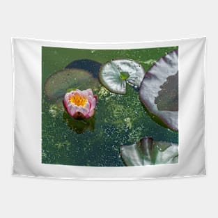 White and pink waterlily Tapestry