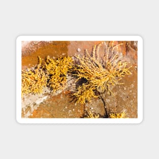 Yellow Sea Weed Growing In Shallow Rock Pool Magnet