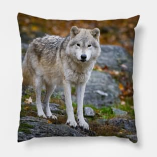 Arctic Wolf Pillow