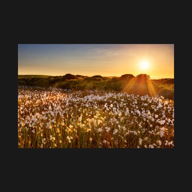 Cotton Grass on Cefn Bryn, Gower by dasantillo