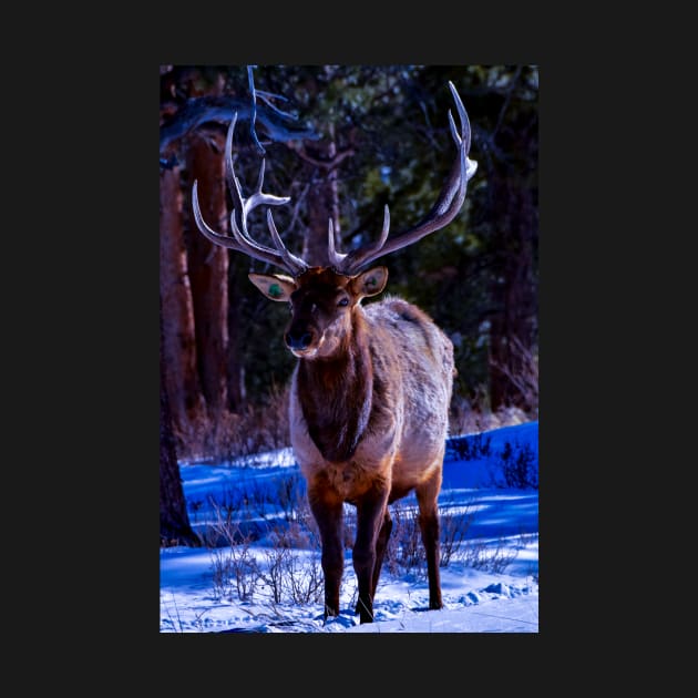 Elk Cutie - Rocky Mountain National Park by manuee