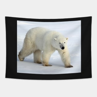Large Male Polar Bear on the Tundra, Churchill, Canada Tapestry
