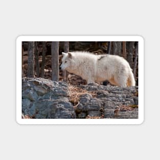 Arctic Wolf Magnet