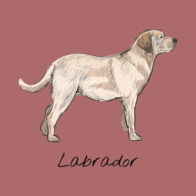 Labrador dog by This is store