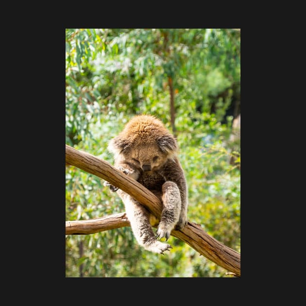 Koala with leg hooked over gum branch. by sma1050