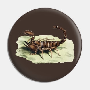 The African Scorpion Pin