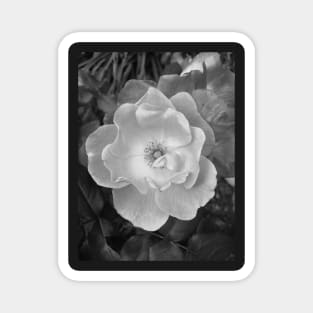 Beach Rose (in Black & White) Magnet