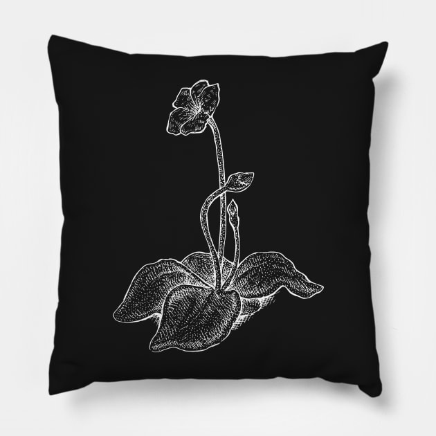 Pinguicula Butterwort Plant Flowers Botanical Drawing Flower Pillow by Venus Fly Trap Shirts