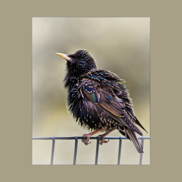 Starling by Chris Lord