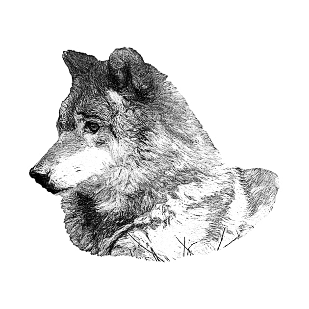 Wolf by Guardi