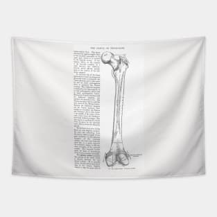 Antique Anatomy Papers Neck Gator Thigh Bone Femur Anatomy Tapestry