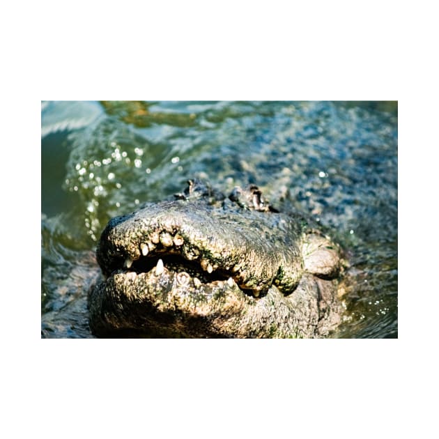 Gator Jaws by KensLensDesigns