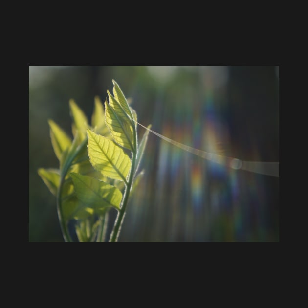 Fresh Green Leaves With Spiderweb by 1Redbublppasswo