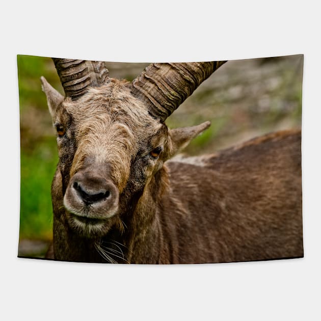 Ibex Tapestry by jaydee1400