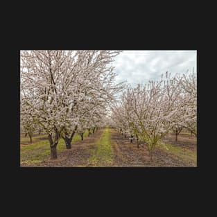 Blooming Almond T-Shirt