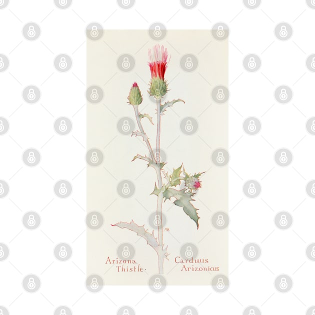 Arizona thistle - Botanical Illustration by chimakingthings