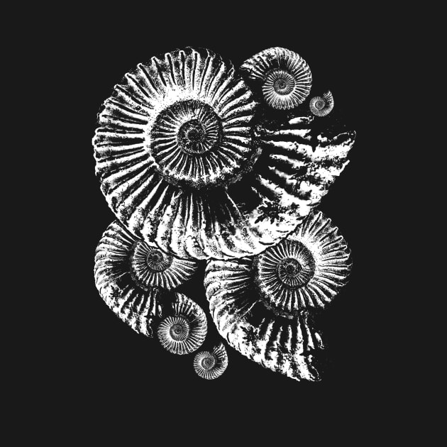 Fossil Ammonite by Diggertees4u