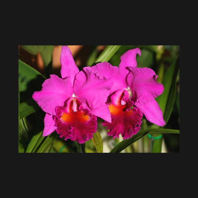 Bright Pink Orchids by Carole-Anne