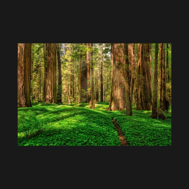 Redwood Forest by JeffreySchwartz