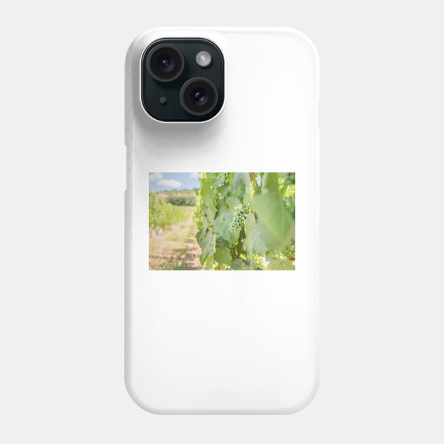 Okanagan Valley Grapevines and Blue Sky in Summer Phone Case by Amy-K-Mitchell