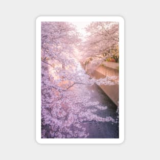 Sakura tree over Kanda Gawa river Magnet