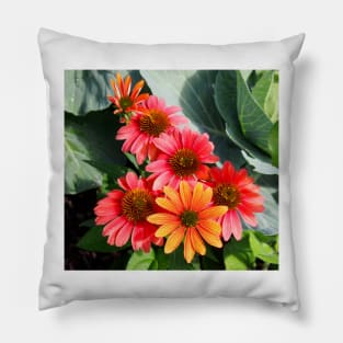 Cheyenne Spirit Echinacea Flowers in the Summer Garden Pillow