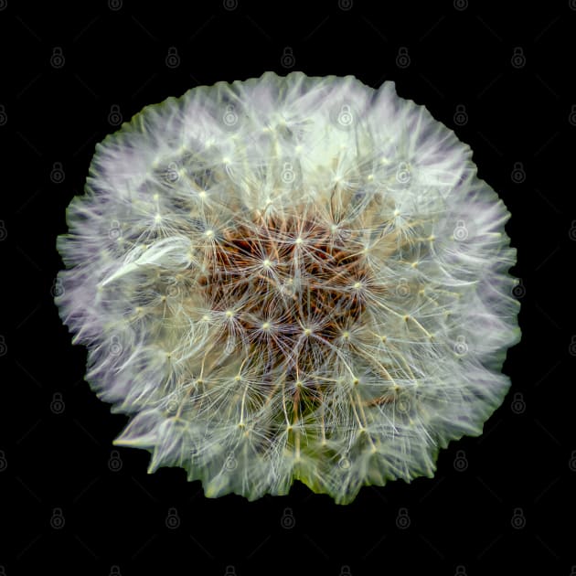 Dandelion Clock by dalyndigaital2@gmail.com