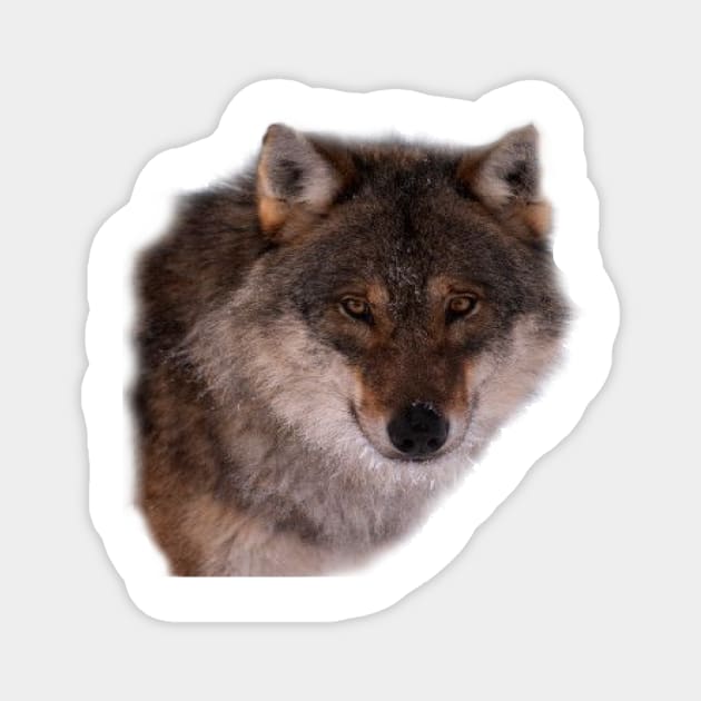 Wolf Face Magnet by dodgerfl