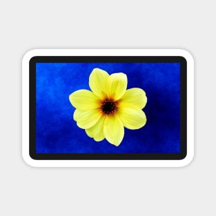 Yellow Dahlia Flower Magnet
