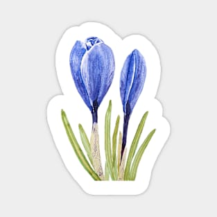 blue crocus buds watercolor painting Magnet