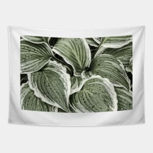 Hosta Leaves In The Rain 6 Tapestry