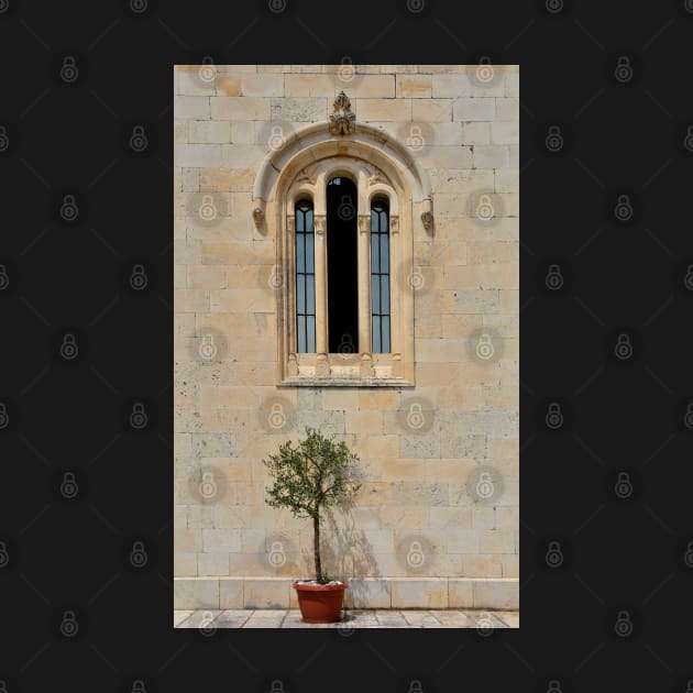 Olive Tree and Church Window by jojobob