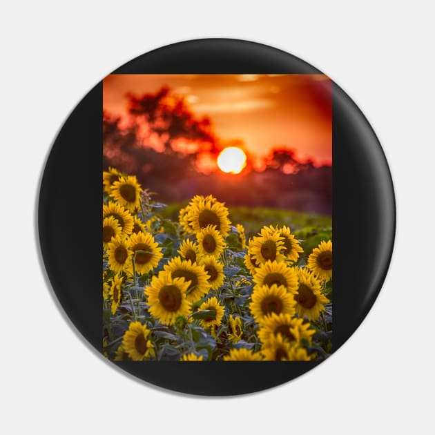 Colby Farms Sunflower Field Sunset Pin by WayneOxfordPh