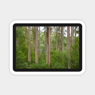 Many tall gum trees in Otway National Park. Magnet