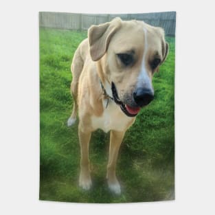Handsome Anatolian Shepard pup Tapestry