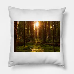 Golden light in the forest Pillow