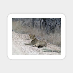 My African Safari - Lion in Dirt Road Magnet