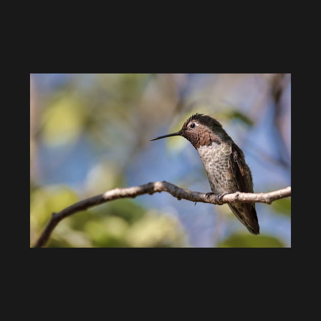 Anna's Hummingbird Perched in a Tree by JeffreySchwartz