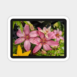Group of Pink Star Flowers Magnet